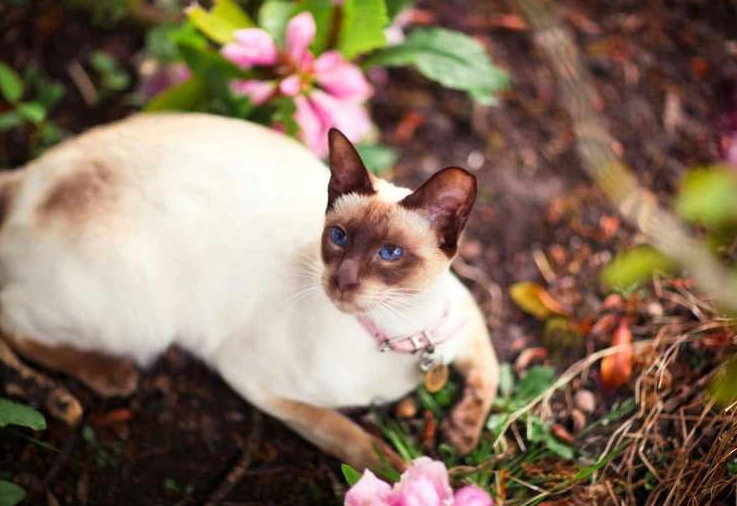 best cat for allergies best cat for allergies
