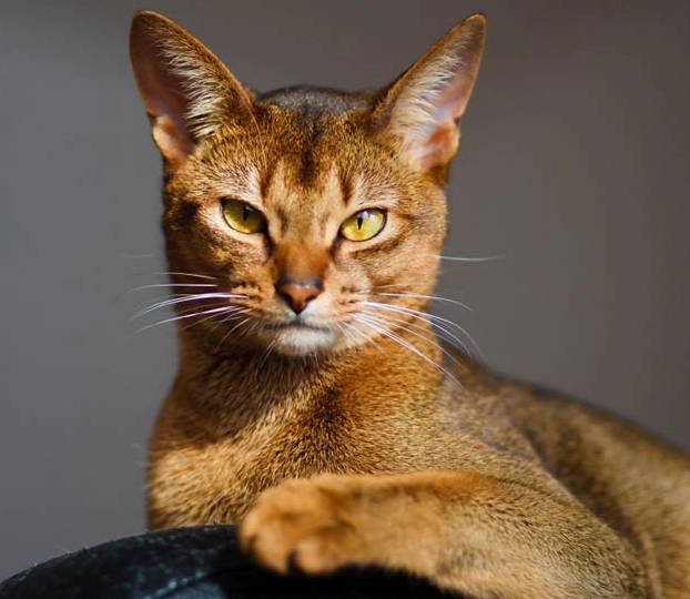 Abyssinian cat care
