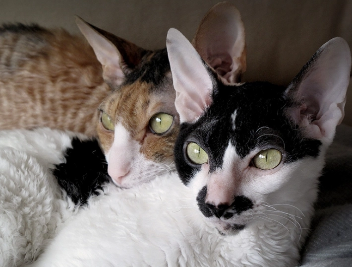 What is the best cat for people with allergies?