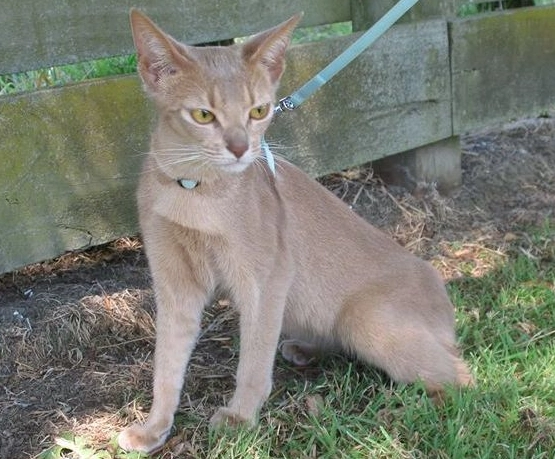 Abyssinian cat care
