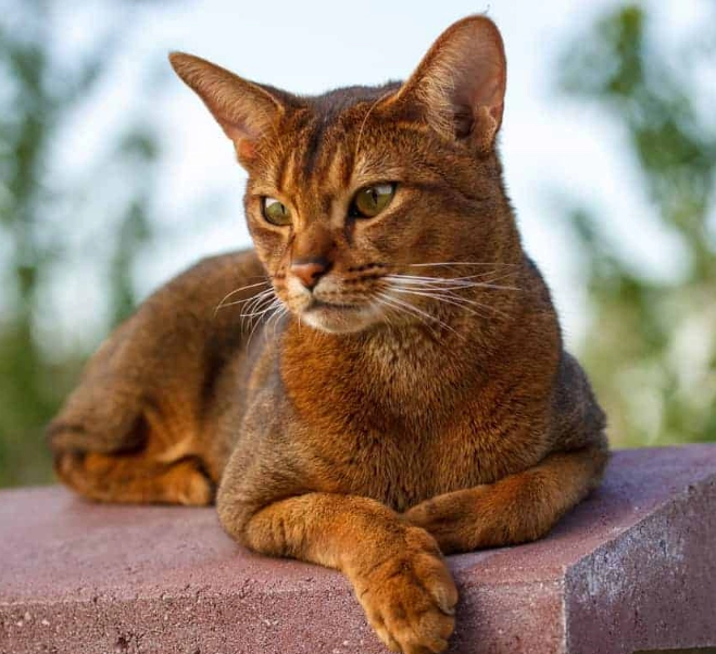 Abyssinian cat colors