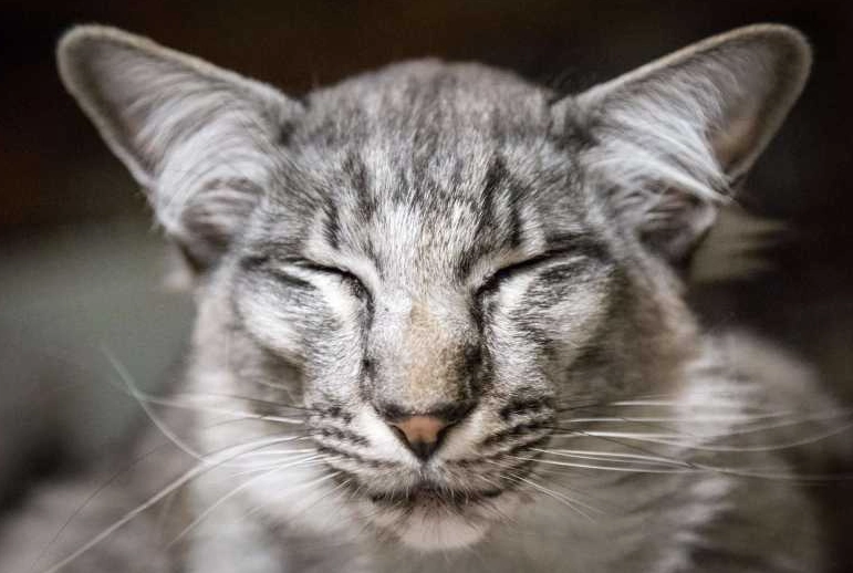 best cat for allergies best cat for allergies