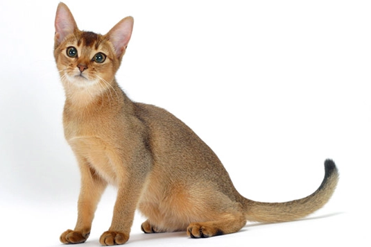 Lilac Abyssinian cat