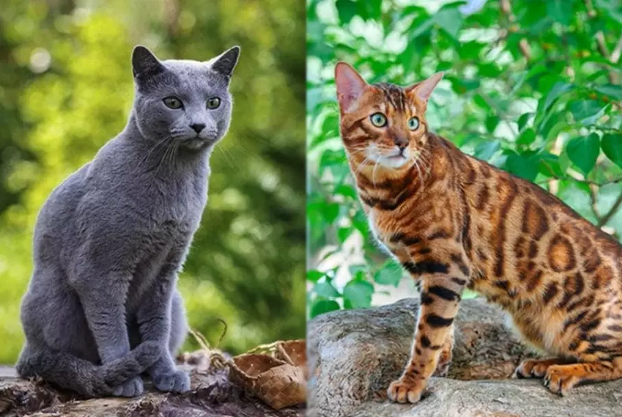 russian blue mix personality