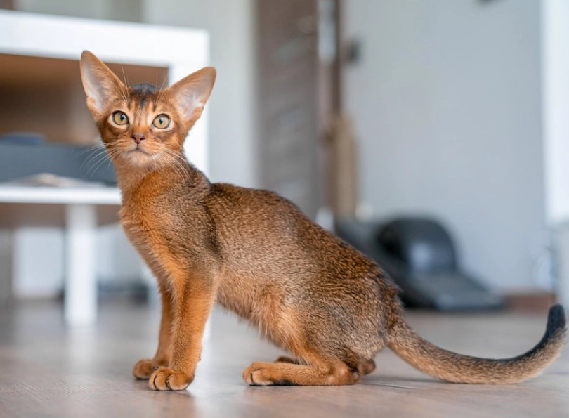rare Abyssinian cat colors