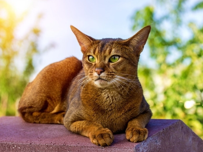 finding rare Abyssinian kittens