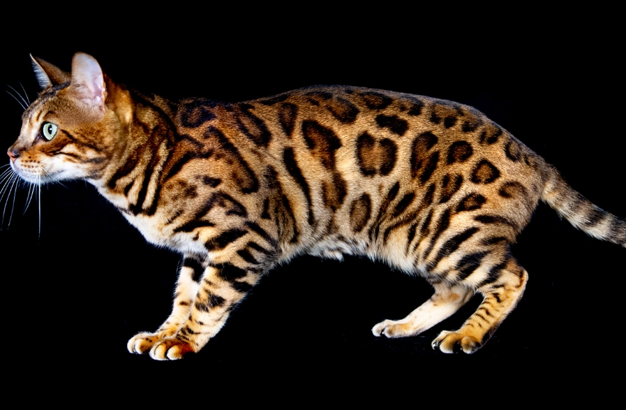 pet leopard cat legality