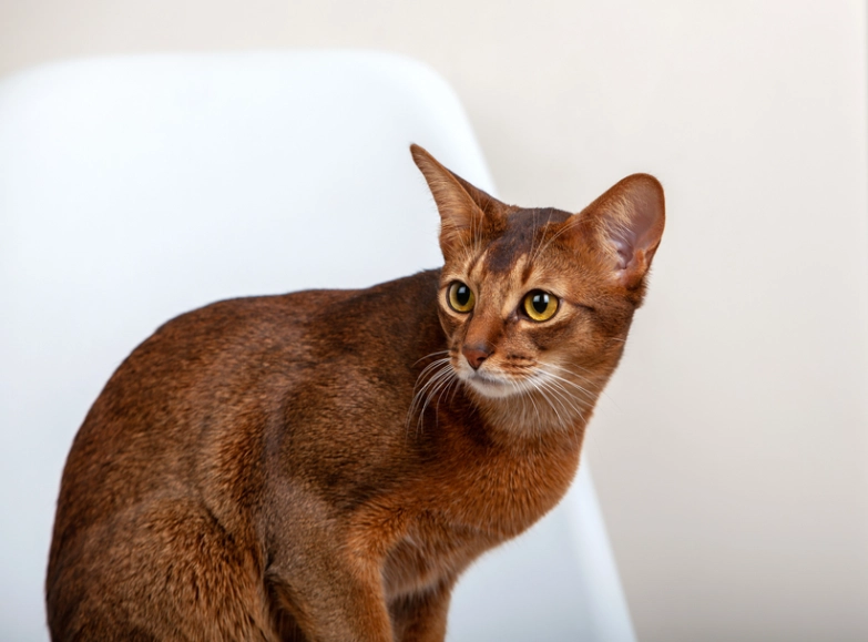 finding rare Abyssinian kittens