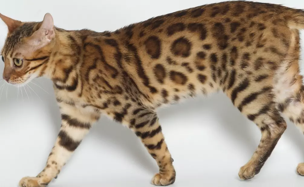 asian leopard cat care