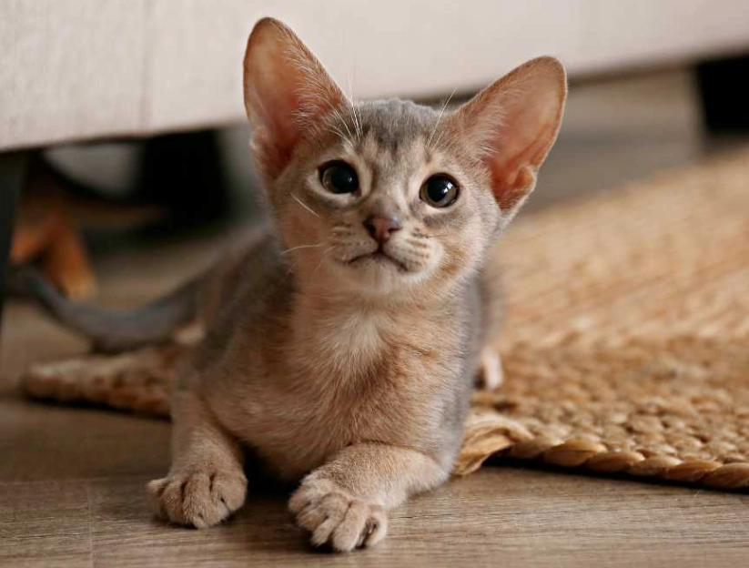 Rare Abyssinian Cat Colors: Genetics, Types & How to Find Them