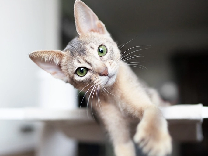 Blue abyssinian cat colors
