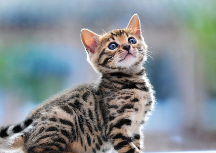 hypoallergenic cat breeds hypoallergenic cat breeds