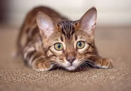 hypoallergenic cat breeds hypoallergenic cat breeds