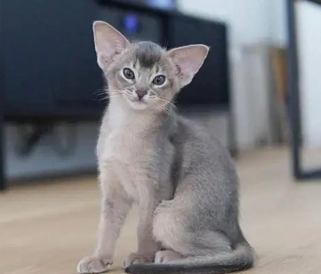 abyssinian cat colors abyssinian cat colors