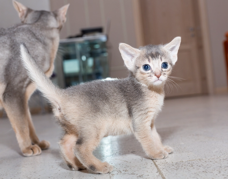 blue abyssinian cat blue abyssinian cat