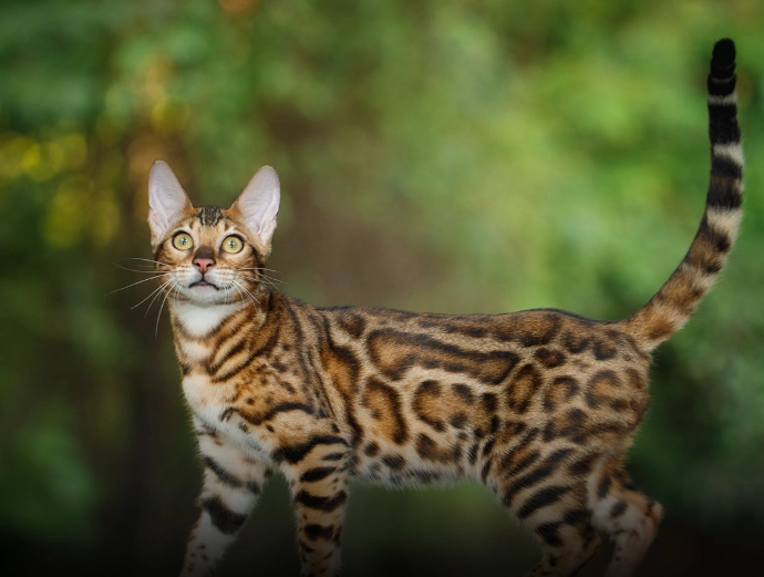 Bengal cat hypoallergenic Bengal cat hypoallergenic