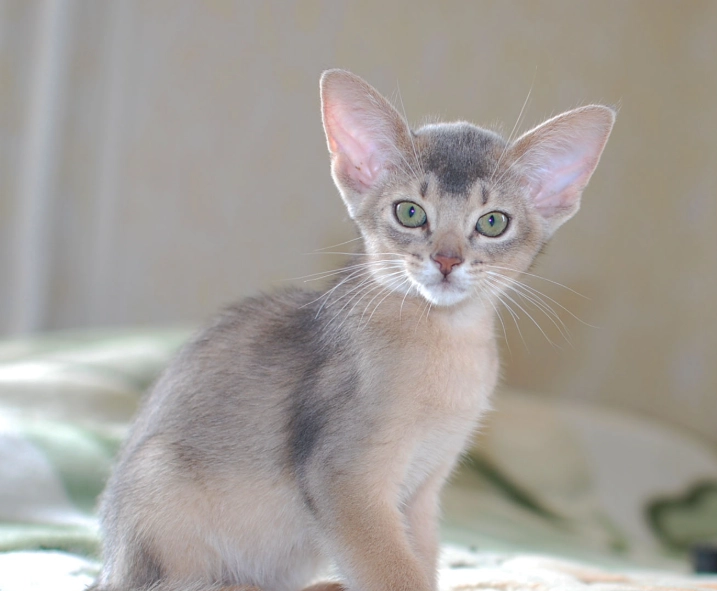 blue ticked tabby cat blue ticked tabby cat