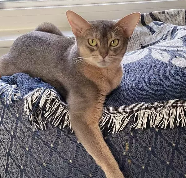 abyssinian cat colors abyssinian cat colors