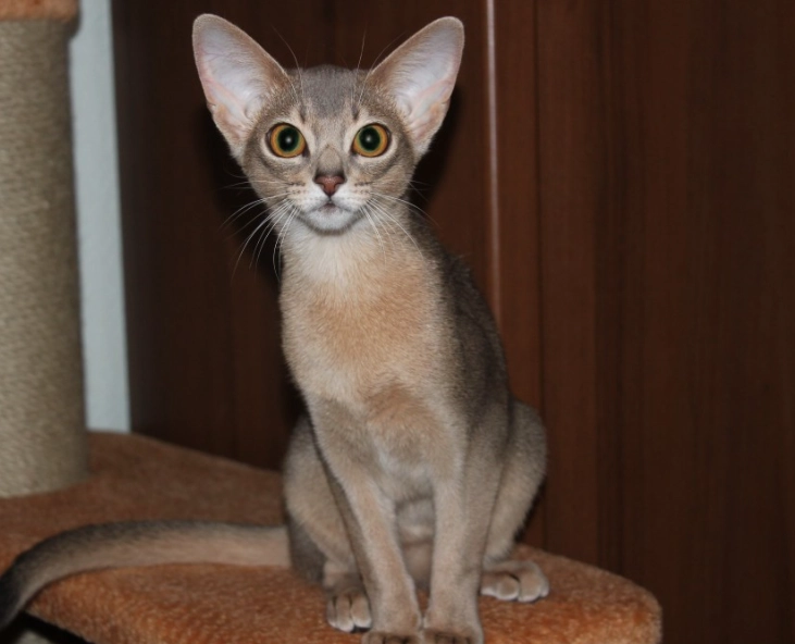 blue ticked tabby cat blue ticked tabby cat