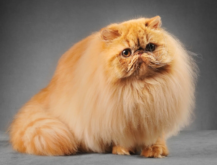 Types of Persian cat faces