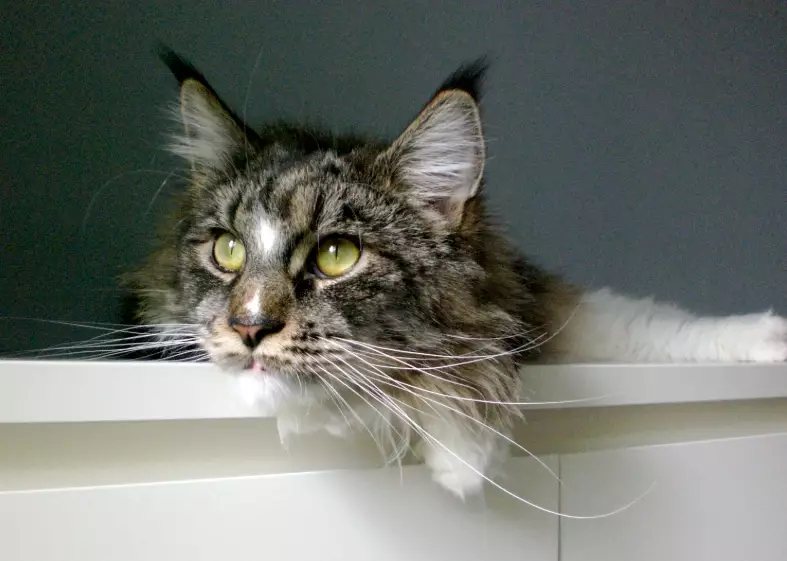 Maine Coon cost