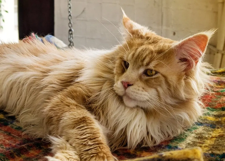 Maine Coon breeder price