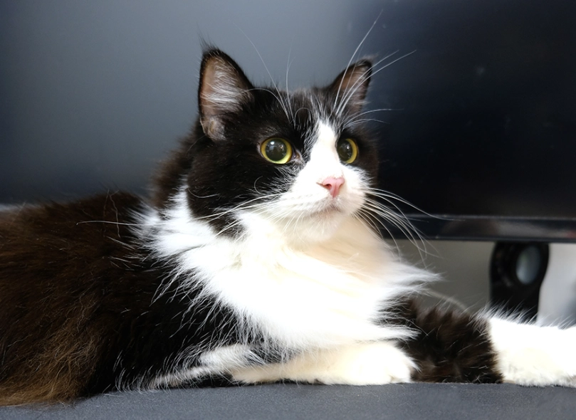 tuxedo cats common
