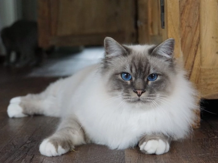 birman cat allergies