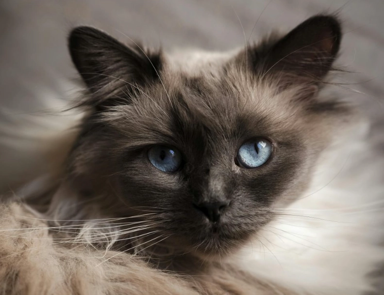 hypoallergenic cat breeds