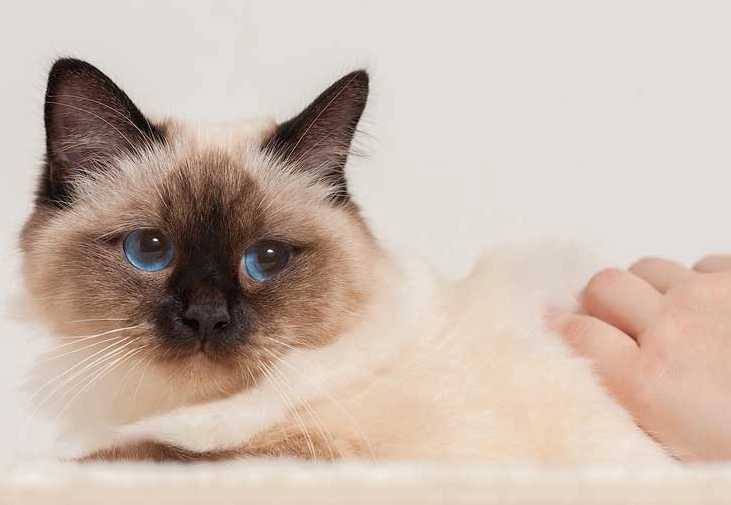 hypoallergenic cat breeds