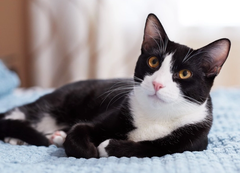 tuxedo cat personality