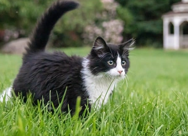 Are tuxedo cats common