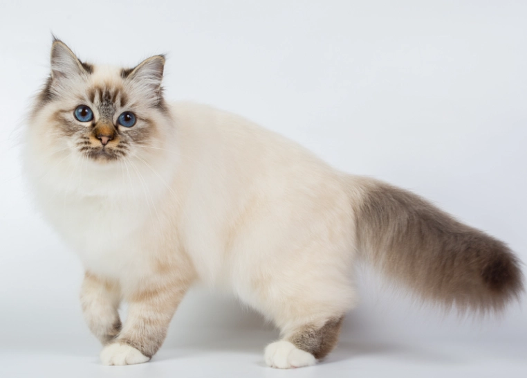Are Birman cats hypoallergenic?