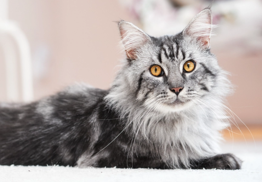 Maine coon ca adoption