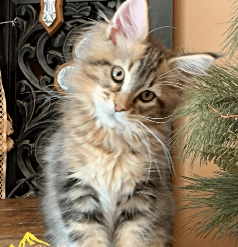 Maine Coon rescue California