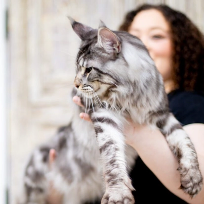 Maine Coon adoption California