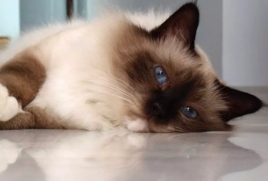 Birman cat price