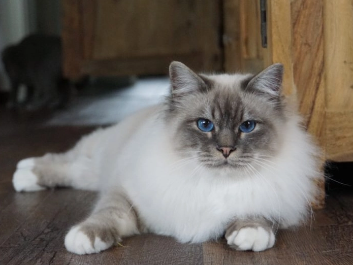 expensive cat breeds
