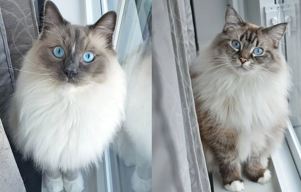 Birman vs Ragdoll