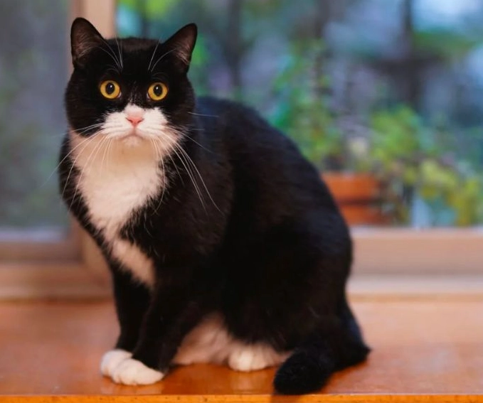 tuxedo cat genetics