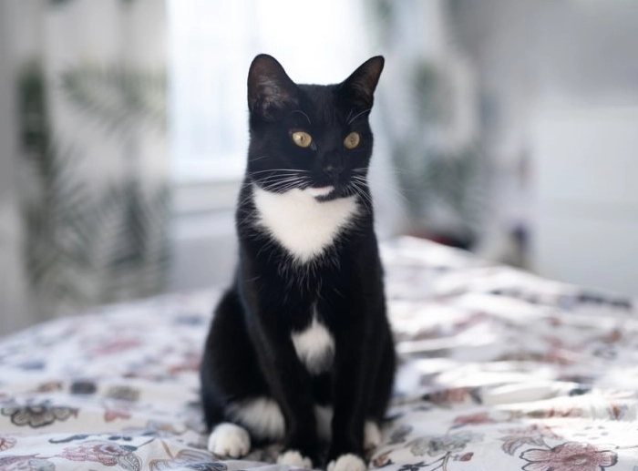 are tuxedo cats male