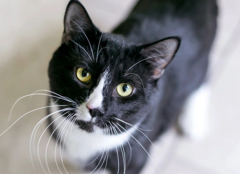 are tuxedo cats male