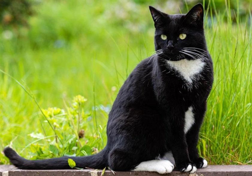 tuxedo cat gender