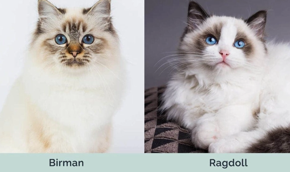 Ragdoll vs Birman comparison