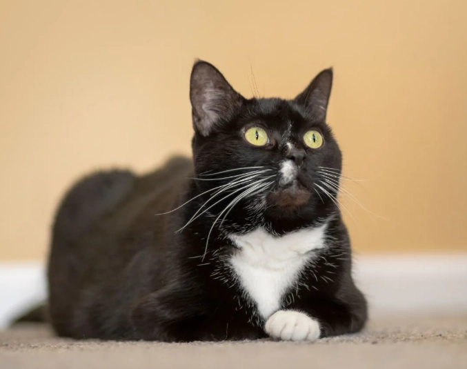 tuxedo cat genetics