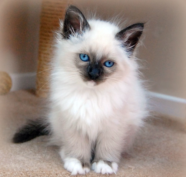 Birman cat breeders Birman cat breeders