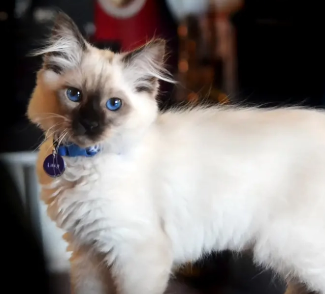 Birman kittens for sale Birman kittens for sale