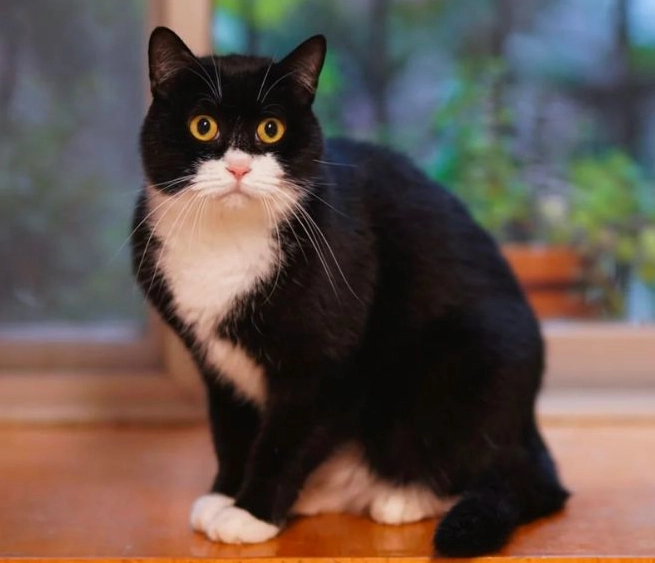 smart cat breeds smart cat breeds