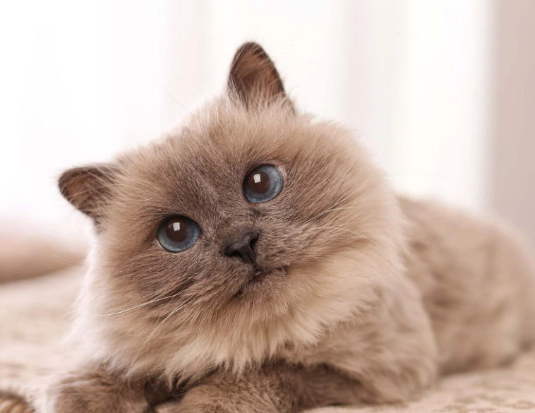 Birman cat breeders Birman cat breeders