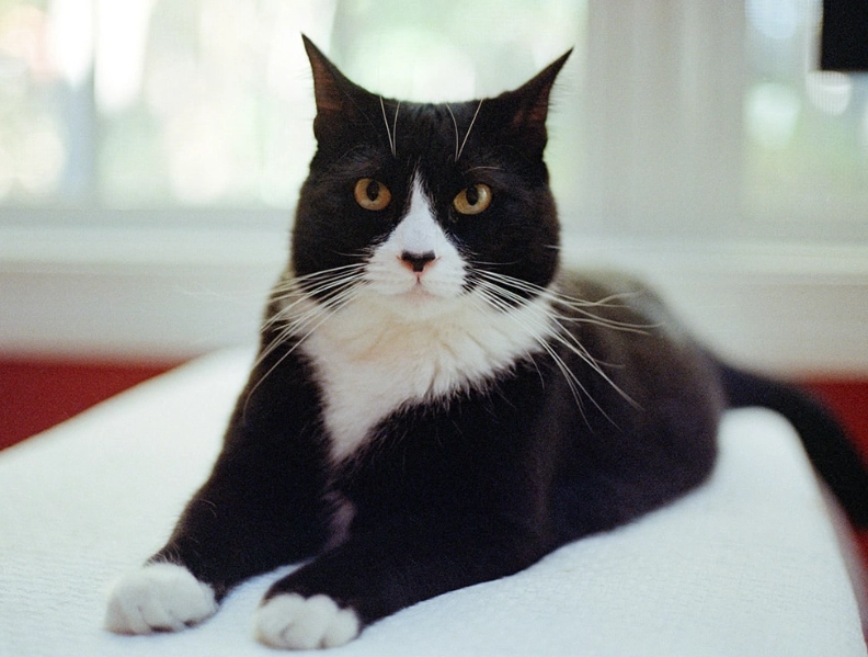 are tuxedo cats smart are tuxedo cats smart